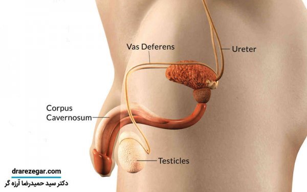  چه عواملی باعث زودانزالی می‌شود؟