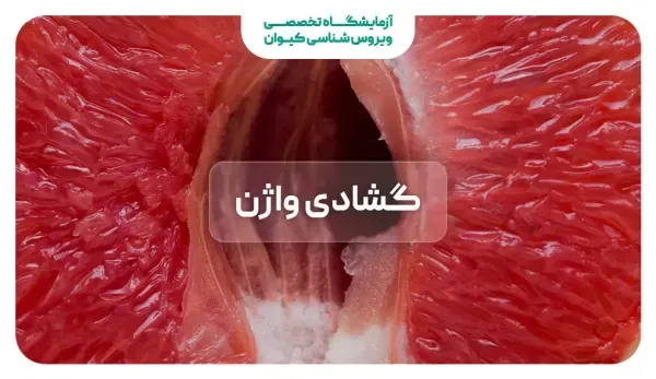  آیا رابطه جنسی زیاد باعث گشادی واژن می‌شود؟