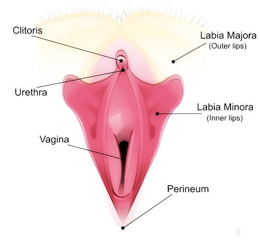  چرا واژن پاره می‌شود؟