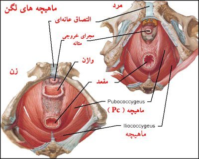  برای سفت شدن کمر مردان چه بخوریم؟ + علت دیر انزالی مردان + قرص دیرانزالی