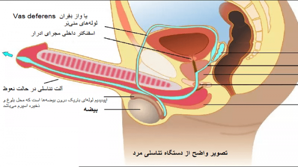  میزان دخول از نظر اسلام + چگونه سکس موفقی داشته باشیم؟