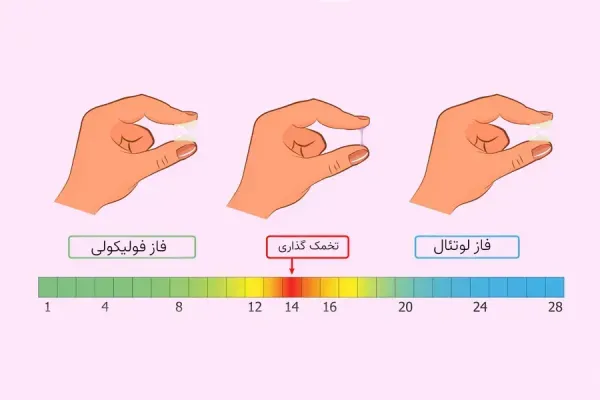  آیا ارضا شدن در پریود غسل دارد+پرده بکارت و احتمال بارداری+خودارضایی و پریودی