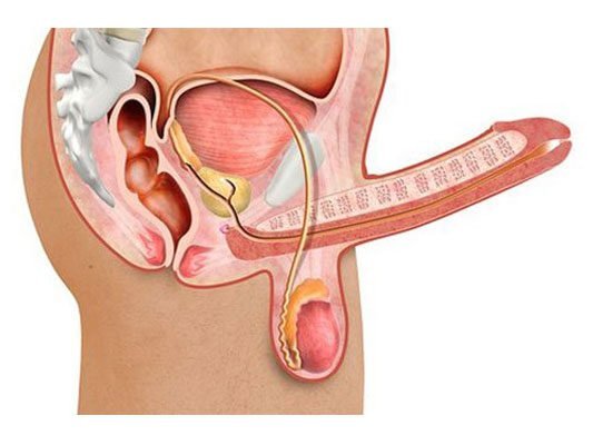  ویاگرا چقدر تأخیر دارد + نعوظ چیست + ارگاسم در خواب + بهترین قرص تاخیری