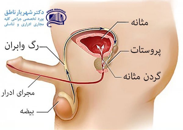  چی بخورم دیر ارضا بشم+غسل جنابت بدون آب+دلیل زود ارضا شدن در بعضی مردان
