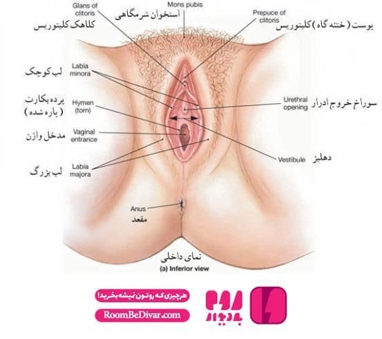  نقطه جی کجاست + قطره افزایش میل جنسی + افزایش میل جنسی در زنان و مردان