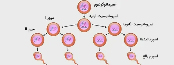  سکس در ماه رمضان + حکم رابطه جنسی در شب شهادت + گرسنه شدن بعد از ارگاسم