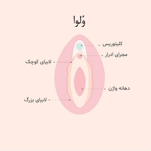  آیا در مذی اسپرم وجود دارد + چرا بعد از رابطه جنسی واژن ورم می‌کند