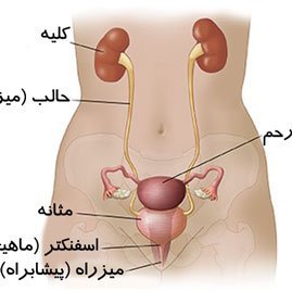 آیا در مذی اسپرم وجود دارد + چرا بعد از رابطه جنسی واژن ورم می‌کند
