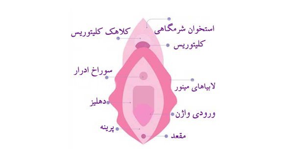  عورت زن کجاست+ناحیه ژنیتال زن+مرد در چه سنی میل جنسی‌اش کم می‌شود