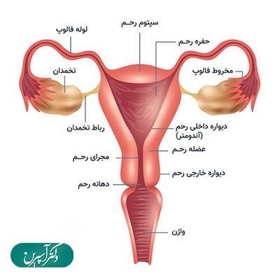  عورت زن کجاست+ناحیه ژنیتال زن+مرد در چه سنی میل جنسی‌اش کم می‌شود