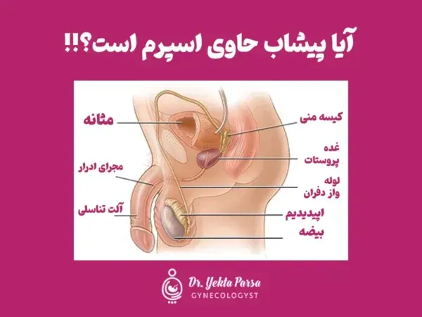  پرده بکارت سالم + عکس رحم سالم دختر + آیا مالش واژن باعث حاملگی می‌شود