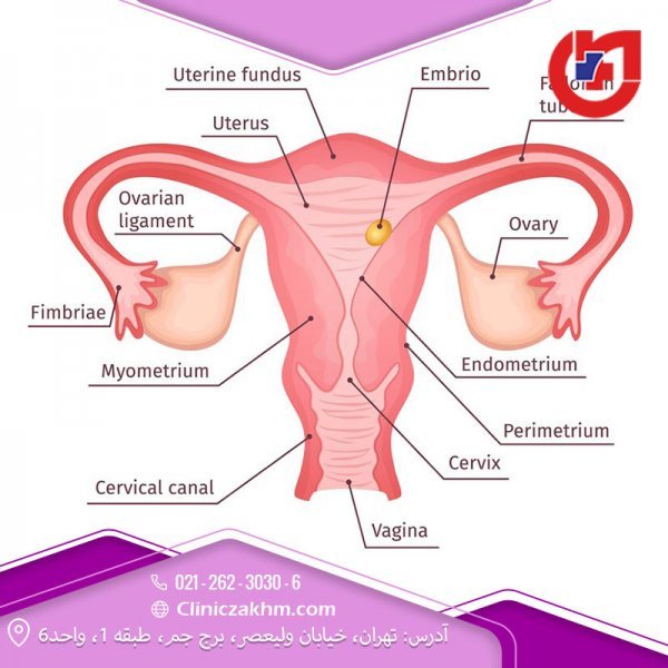  پرده بکارت سالم + عکس رحم سالم دختر + آیا مالش واژن باعث حاملگی می‌شود