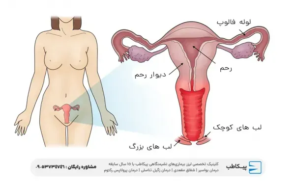  پرده بکارت سالم + عکس رحم سالم دختر + آیا مالش واژن باعث حاملگی می‌شود