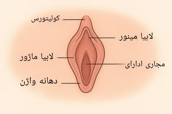  پرده بکارت سالم + عکس رحم سالم دختر + آیا مالش واژن باعث حاملگی می‌شود