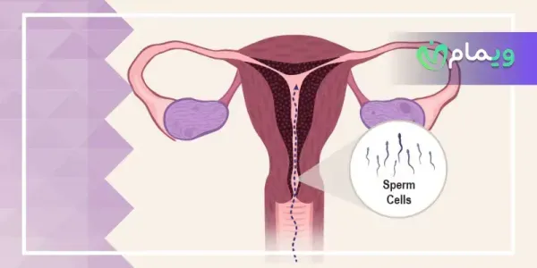  فواید ریختن اسپرم داخل رحم+حکم ارضا شدن با دست همسر+سکس مقعدی