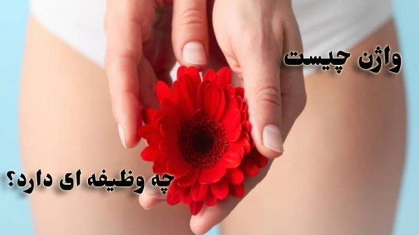 عکس واژن زنان (مهبل) + محل دخول + بیماریهای واژن + ناز زن کجاست با عکس