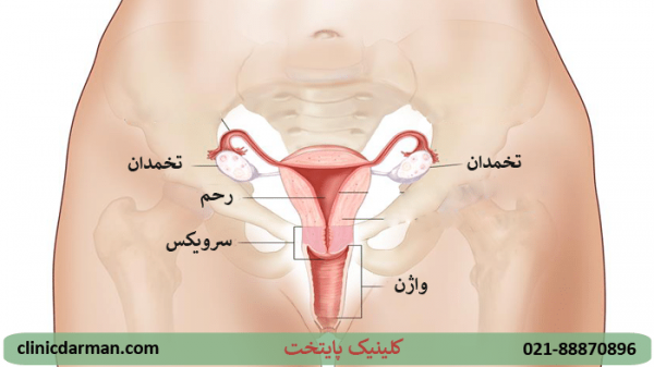  عکس واژن زنان (مهبل) + محل دخول + بیماریهای واژن + ناز زن کجاست با عکس