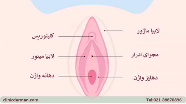  عکس واژن زنان (مهبل) + محل دخول + بیماریهای واژن + ناز زن کجاست با عکس