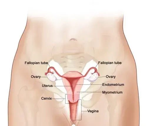  عکس چیز زن واقعی + دستگاه تناسلی زنان + عکس