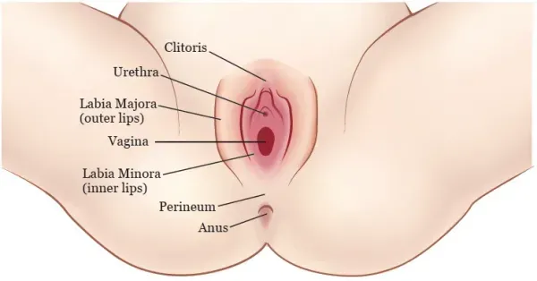  عکس چیز زن واقعی + دستگاه تناسلی زنان + عکس