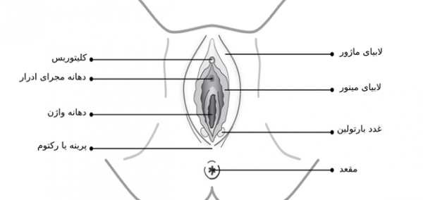 عکس چیز زن واقعی + دستگاه تناسلی زنان + عکس