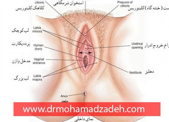  عکس چیز زن واقعی + دستگاه تناسلی زنان + عکس
