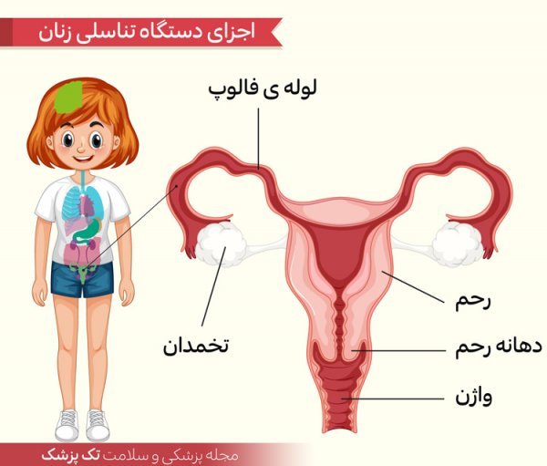  عکس چیز زن واقعی + دستگاه تناسلی زنان + عکس