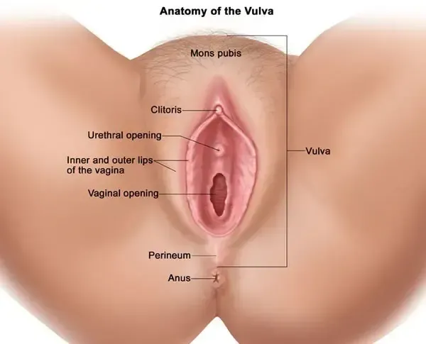  عکس چیز زن واقعی + دستگاه تناسلی زنان + عکس