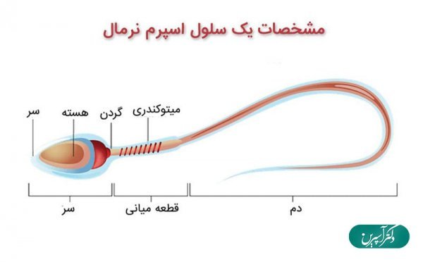 عکس چیز مرد واقعی + آلت تناسلی مردان + اندازه طبیعی آلت تناسلی مردان