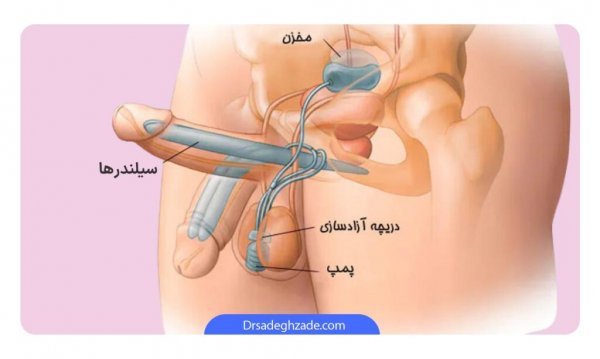  عکس چیز مرد واقعی + آلت تناسلی مردان + اندازه طبیعی آلت تناسلی مردان