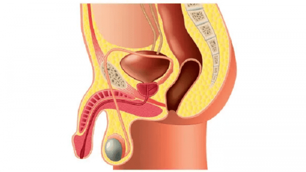  عکس چیز مرد واقعی + آلت تناسلی مردان + اندازه طبیعی آلت تناسلی مردان