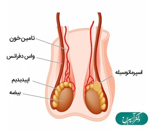  عکس چیز مرد واقعی + آلت تناسلی مردان + اندازه طبیعی آلت تناسلی مردان