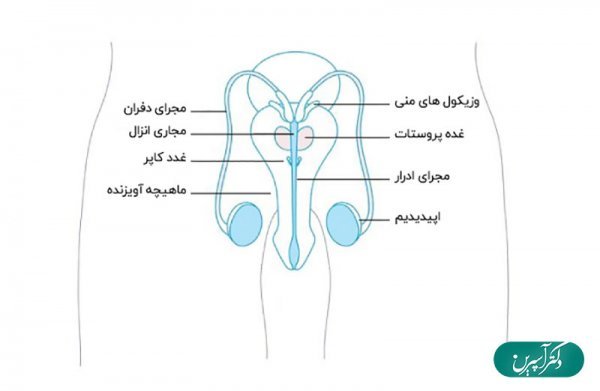  عکس چیز مرد واقعی + آلت تناسلی مردان + اندازه طبیعی آلت تناسلی مردان