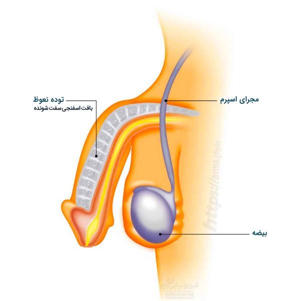 چرا آلتم وسط رابطه جنسی سکس شل میشه