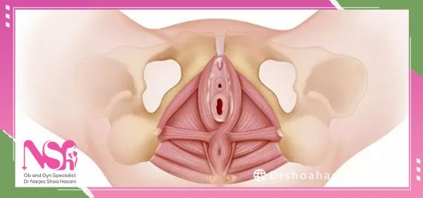  وقتی پرده زده میشه (پرده بکارت) چقدر خون میاد