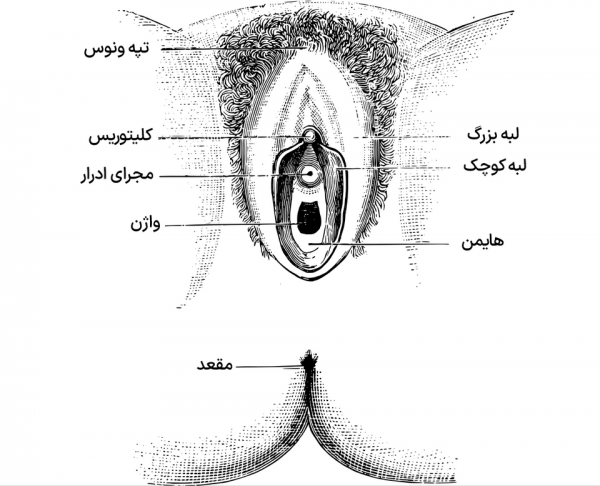  پاره گی پرده بکارت در اثر ورزش و خودارضایی