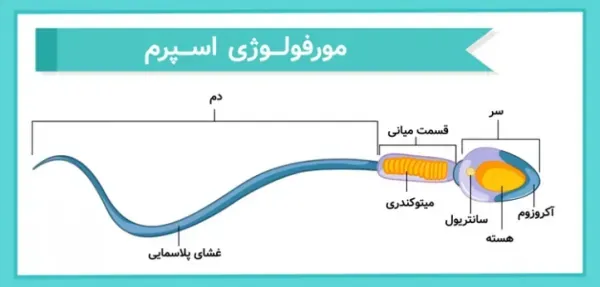  عکس جواب آزمایش اسپرم نرمال/اسپرم قوی/اسپرم ضعیف
