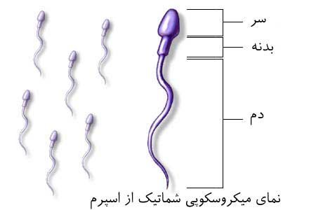  عکس جواب آزمایش اسپرم نرمال/اسپرم قوی/اسپرم ضعیف