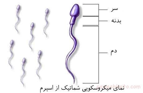  شرایط فریز اسپرم / روش فریز اسپرم / نحوه فریز اسپرم