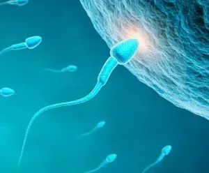  اسپرم فریز شده یعنی چی / هزینه فریز اسپرم 1404