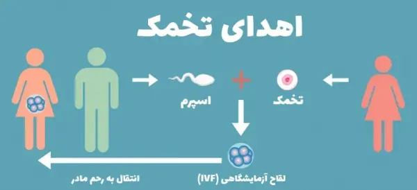  آیا دختران باکره میتوانند تخمک اهدا کنند؟