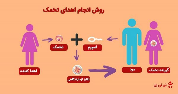  آیا اهدای تخمک باعث نازایی میشود/تجربه زنان پس از اهدای تخمک