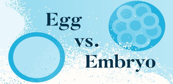 فریز تخمک بهتر است یا فریز جنین/ عکس جنین فریز شده سه روزه