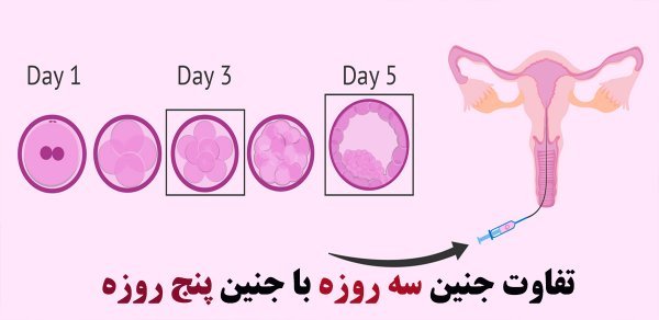  فریز تخمک بهتر است یا فریز جنین/ عکس جنین فریز شده سه روزه