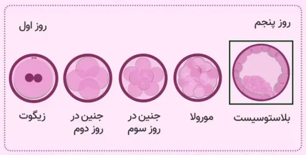  فریز تخمک بهتر است یا فریز جنین/ عکس جنین فریز شده سه روزه