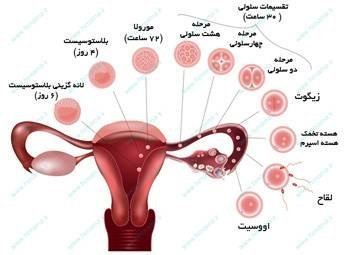  فریز تخمک بهتر است یا فریز جنین/ عکس جنین فریز شده سه روزه