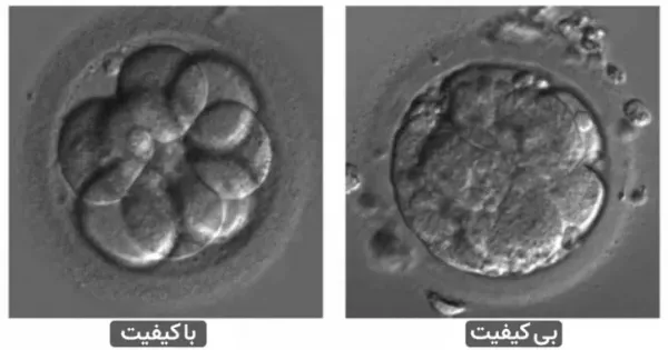  فریز تخمک بهتر است یا فریز جنین/ عکس جنین فریز شده سه روزه