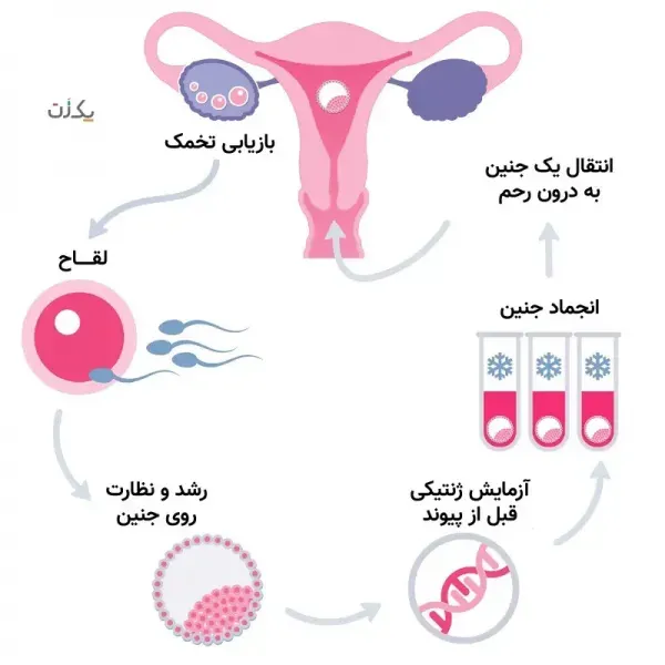  فریز تخمک بهتر است یا فریز جنین/ عکس جنین فریز شده سه روزه