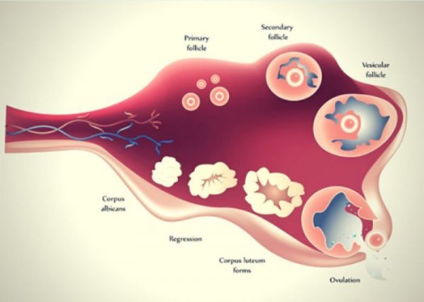  پروسه فریز تخمک چقدر طول میکشد؟