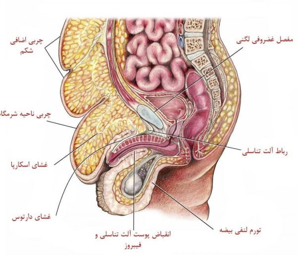  علت داخل رفتن کلاهک تناسلی مردان